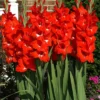 Menu Traderhorn Gladiolus 1 Menu Traderhorn Gladiolus -US Garden Plants Sales 2024 76190 traderhorn gladiolus 2