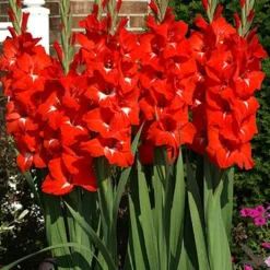 Menu Traderhorn Gladiolus