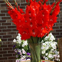 Menu Traderhorn Gladiolus -US Garden Plants Sales 2024 76190 traderhorn gladiolus 3