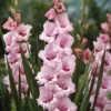 Menu That's Love Gladiolus -US Garden Plants Sales 2024 76191 thats love gladiolus