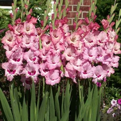 Menu That's Love Gladiolus -US Garden Plants Sales 2024 76191 thats love gladiolus 2