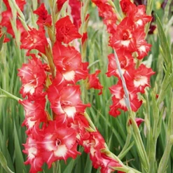 Menu Helvetia Gladiolus