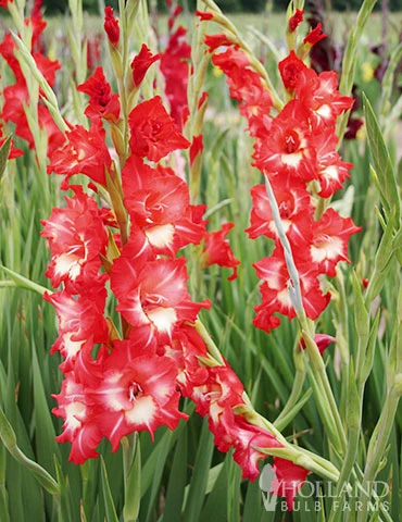 Menu Helvetia Gladiolus 3 Menu Helvetia Gladiolus