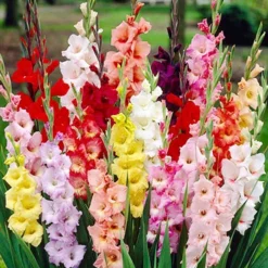 Menu Gladiolus Sampler Special Collection 20 Menu Gladiolus Sampler Special Collection -US Garden Plants Sales 2024 76193 mixed gladiolus 2