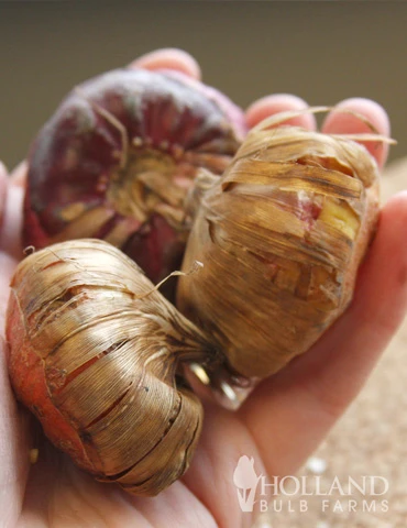 Menu Gladiolus Sampler Special Collection 12 Menu Gladiolus Sampler Special Collection - Image 10