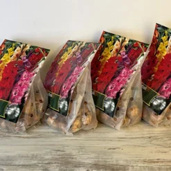 Menu Mixed Gladiolus Grower Special (120 Bulbs) -US Garden Plants Sales 2024 76193 mixed gladiolus 6 1