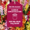 Menu Gladiolus Sampler Special Collection 1 Menu Gladiolus Sampler Special Collection -US Garden Plants Sales 2024 76194 gladiolus sampler special collection 4
