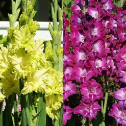 Menu Grape Gladiolus Collection
