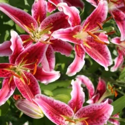 Menu Bulk Stargazer Lilies (100 Bulbs)