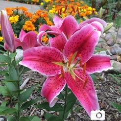 Menu Bulk Stargazer Lilies (100 Bulbs) -US Garden Plants Sales 2024 77001 bulk stargazer lilies 3