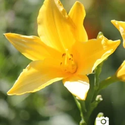 Menu Ultimate Sun Perennial Value Collection -US Garden Plants Sales 2024 77100 2018 07 11 stella d oro daylilies 4 joan geraldson