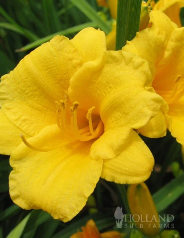 Menu Stella D' Oro Daylily Jumbo Pack 3 Menu Stella D' Oro Daylily Jumbo Pack