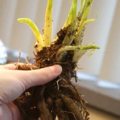 Menu Mid Summer Perennial Collection 21 Menu Mid Summer Perennial Collection -US Garden Plants Sales 2024 77100 stella d oro daylily 2 2