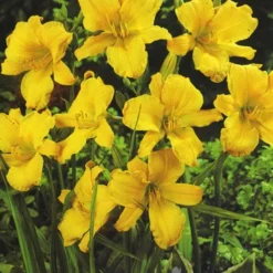 Menu Re-Blooming Daylily Collection -US Garden Plants Sales 2024 77100 stella d oro daylily 3 3