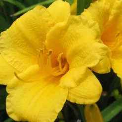 Menu Mid Summer Perennial Collection 19 Menu Mid Summer Perennial Collection -US Garden Plants Sales 2024 77100 stella d oro daylily 4