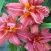 Menu Double Passion Daylily -US Garden Plants Sales 2024 77102 double passion daylily