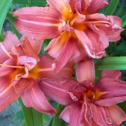 Menu Double Passion Daylily