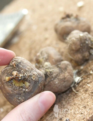 Menu Perennial Cutflower Garden 6 Menu Perennial Cutflower Garden - Image 4