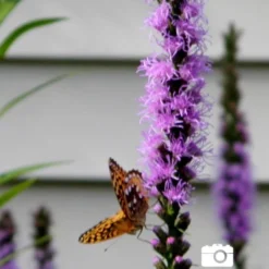 Menu Pollinator Pleaser Perennial Garden Collection -US Garden Plants Sales 2024 77124 liatris 3