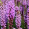 Menu Liatris Or Gayfeather Value Bag 2 Menu Liatris Or Gayfeather Value Bag -US Garden Plants Sales 2024 77124 liatris 4