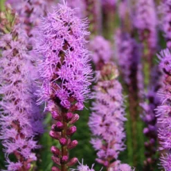 Menu Perennial Cutflower Garden 19 Menu Perennial Cutflower Garden -US Garden Plants Sales 2024 77124 liatris 5