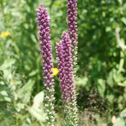 Menu Liatris Or Gayfeather Value Bag -US Garden Plants Sales 2024 77124 liatris or gayfeather 2