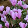 Menu Hardy Fall Cyclamen 2 Menu Hardy Fall Cyclamen -US Garden Plants Sales 2024 77125 hardy fall cyclamen