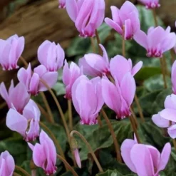 Menu Hardy Fall Cyclamen
