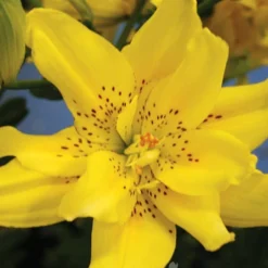 Menu Sundew Double Asiatic Lily