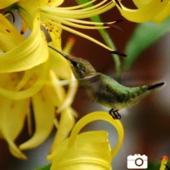 Menu Sundew Double Asiatic Lily -US Garden Plants Sales 2024 77134 sundew double asiatic lily 3