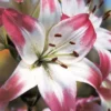 Menu Lollypop Asiatic Lily 2 Menu Lollypop Asiatic Lily -US Garden Plants Sales 2024 77149 lollypop asiatic lily