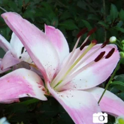 Menu Lollypop Asiatic Lily -US Garden Plants Sales 2024 77149 lollypop asiatic lily 3