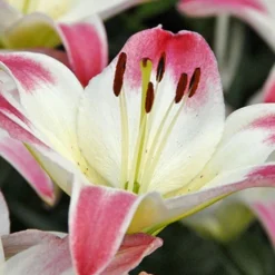 Menu Lollypop Asiatic Lily -US Garden Plants Sales 2024 77149 lollypop asiatic lily 4