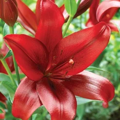 Menu Red Hot Lily Collection -US Garden Plants Sales 2024 77151 red velvet lily 1