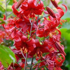 Menu Red Hot Lily Collection -US Garden Plants Sales 2024 77151 red velvet lily 2 1