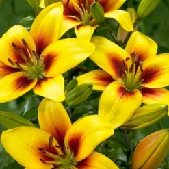 Menu Pieton Asiatic Lily