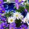 Menu Mixed Windflower -US Garden Plants Sales 2024 77158 mixed windflowers