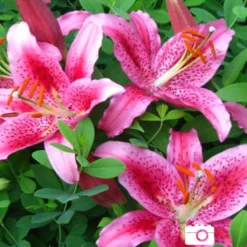 Front Page -US Garden Plants Sales 2024 77160 acapulco oriental lily 2