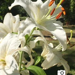 Menu White Stargazer Lily Collection 24 Menu White Stargazer Lily Collection -US Garden Plants Sales 2024 77162 2018 07 11 casa blanca white lily deborah Copy 1