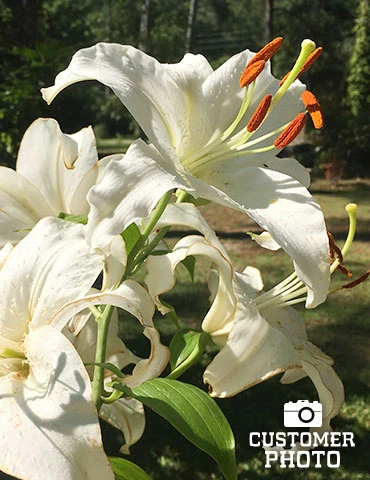 Menu White Stargazer Lily Collection 9 Menu White Stargazer Lily Collection - Image 7