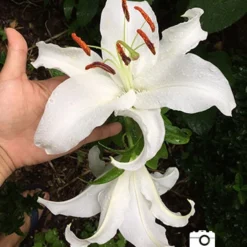 Menu White Stargazer Lily Collection 25 Menu White Stargazer Lily Collection -US Garden Plants Sales 2024 77162 2018 07 23 casa blanca oriental lily que Copy
