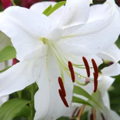 Menu White Stargazer Lily Collection 23 Menu White Stargazer Lily Collection -US Garden Plants Sales 2024 77162 casa blanca oriental lily 1