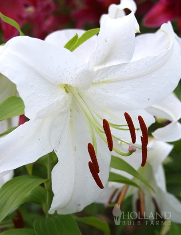 Menu White Stargazer Lily Collection 8 Menu White Stargazer Lily Collection - Image 6