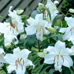 Menu White Stargazer Lily Collection 27 Menu White Stargazer Lily Collection -US Garden Plants Sales 2024 77162 casa blanca oriental lily 2