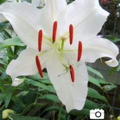 Menu Summer Lily Collection -US Garden Plants Sales 2024 77162 casa blanca oriental lily 3 2