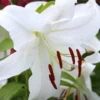 Menu Casa Blanca Oriental Lily -US Garden Plants Sales 2024 77162 casa blanca oriental lily 4