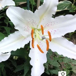 Menu Muscadet Oriental Lily -US Garden Plants Sales 2024 77165 2018 07 20 muscadet oriental lily randy 2