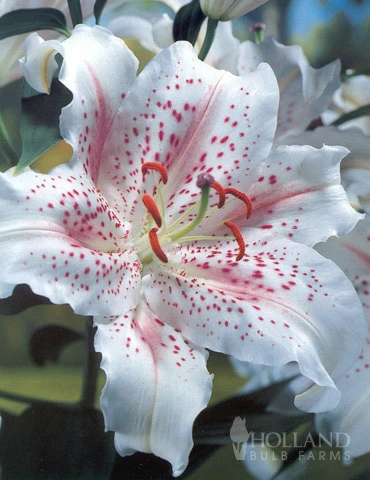 Menu White Stargazer Lily Collection 15 Menu White Stargazer Lily Collection - Image 13