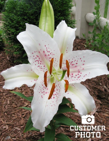 Menu White Stargazer Lily Collection 17 Menu White Stargazer Lily Collection - Image 15