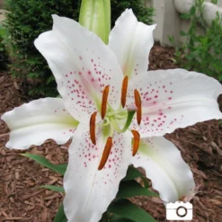 Menu Muscadet Oriental Lily -US Garden Plants Sales 2024 77165 muscadet oriental lily 2 2